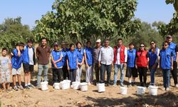 Gönüllü gençler incir üreticisinin alın terine ortak oldu