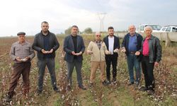 Aydın'da pamuk tarlalarını dolu vurdu