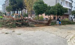 Kuruyan çam ağacı ağırlığa dayanamayarak yola devrildi