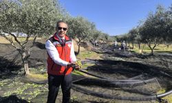 Aydın, zeytincilikte Türkiye’nin zirvesinde
