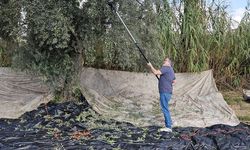 Aydın’da yağışların ardından zeytin hasadı başladı