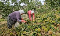 Nazilli’de kestane yevmiyeleri açıklandı