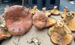 Aydın'da çıntar çıktı, kilosu 500 TL