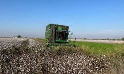 Yağışlar pamuğu etkiledi