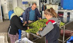 Zeytin rekoltesi ve kalite kontrol çalışmaları sürüyor