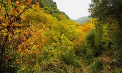 Sonbaharın güzelliğine bürünen Koçak Kanyonu'na dikkat çektiler