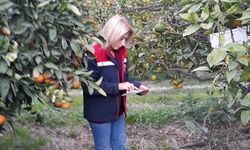 Zararlı popülasyonunda artış görüldü