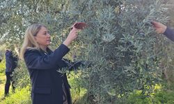 Aydın'da zeytin hasadı sürüyor