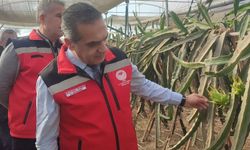 Aydın'da pitaya üretimi genişliyor