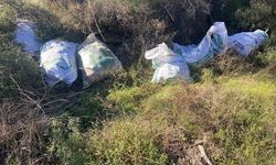 Çaldıkları çam fıstıklarını otların arasına sakladılar