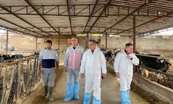 Aydın'da şap hastalığına karşı 565 bin 687 doz aşı uygulandı