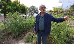 Keçileri ile tatil yapıyor