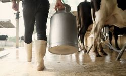 Aydın'da 9 bin 543 üreticiye toplam 66 milyon TL ödeme yapılacak