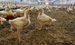 Üreticilere Kuş Gribi riski uyarısı