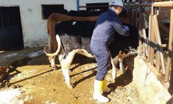 Kuyucak’ta şap alarmı