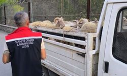 Hayvan hastalıkları ile mücadelede yol kontrolleri devam ediyor