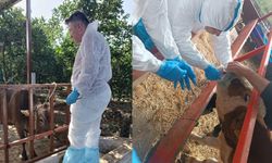 Nazilli’de şap hastalığıyla mücadele sürüyor