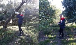 Zeytin sineği mücadelesi devam ediyor