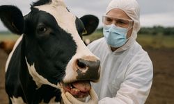 Bozdoğan'da şap hastalığı tespit edildi