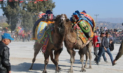 Aydın'da deve güreşleri ertelendi