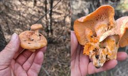 Milyonda bir kez olur.. Nazilli’de görüntülendi