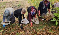 Kaymakam Kan, kestane hasadına katıldı