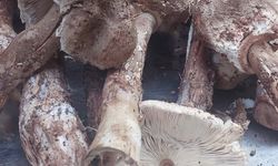 Tadı kuzu etiyle yarışıyor: Dede Böreği mantarı tezgahlarda 250 lira