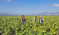 10 bin dekarlık alana ayçiçeği tohumu dağıtılacak