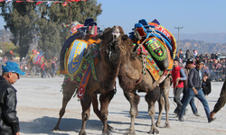 Deve güreşlerinin geleceğini aşılama oranı belirleyecek