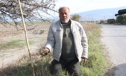 Alıç meyvesine vatandaşlar ilgi gösteriyor