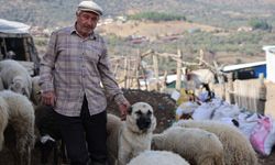 Şap karantinası meraları boşalttı