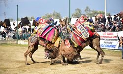 Şap karantinası nedeniyle iptal edilen deve güreşleri sektörde sıkıntıya neden oldu