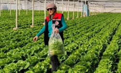 Sağlıklı gıda için pestisit denetimi