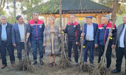 Nazilli sağlıklı kestane ağaçlarıyla donatılıyor