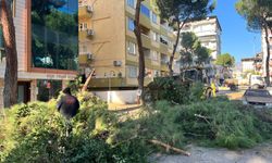 Yeni Mahalle’de riskli ağaçlara müdahale