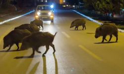 Domuzlar şehri mesken tuttu