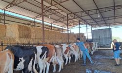 8 mahallede şap karantinası kaldırıldı