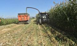 Aydın’da kaba yem üretimi artıyor