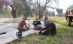 Aydın’da piknik havasında zeytin hasadı