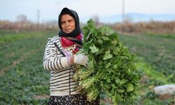 Aydın’da soğuk hava sebzeyi vurdu, tarlada verim düştü