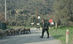 Havalar ısındı, sürüler doğaya salındı