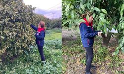 Narenciye bahçeleri kontrol edildi