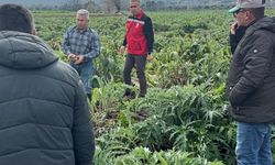 Enginar tarlaları incelendi, üreticiler TARSİM hakkında bilgilendirildi