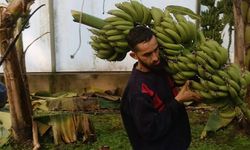 Aydın’da muz hasadı başladı