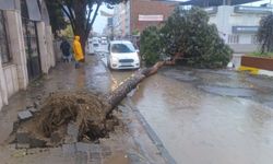Nazilli’de fırtına etkili oldu, devrilen ağaçlara anında müdahale