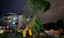 Nazilli’de dev çam ağacı devrildi.. Elektrik direği kırıldı, teller koptu