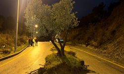 Dağdan kopan zeytin ağacı karayolunu ikiye böldü
