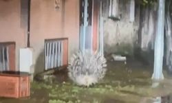 Yenipazar’da nesli tükenmekte olan oklu kirpi kameraya yansıdı