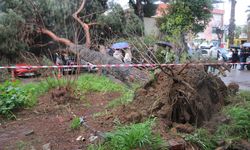 Dev çam ağacı park halindeki araçların üzerine devrildi