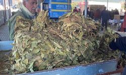 Karacasu’da tütünler paketlenmeye başladı